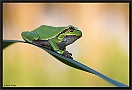 Boomkikker, European Tree Frog, Hyla arborea Location: Tiszagyenda, Hungary boomkikker MG 8673 kopie